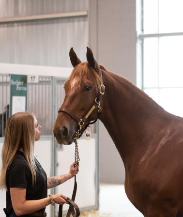 London Classic Yearling Sale 2024