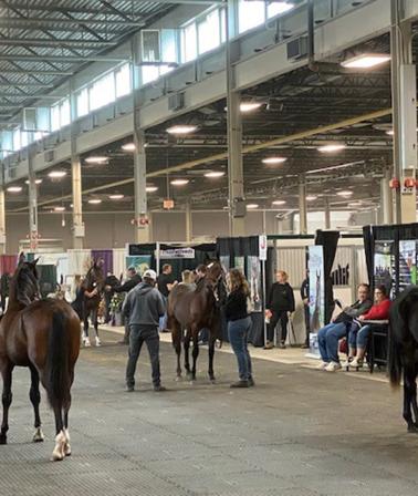 London Classic Yearling Sale 2024 - Sale Preview